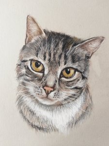 Pastel portret van een kat